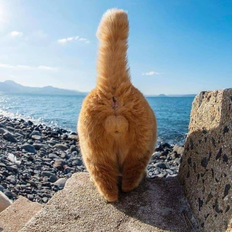 750x750, 83 Kb / море, кот, рыжий, хвост, яйца