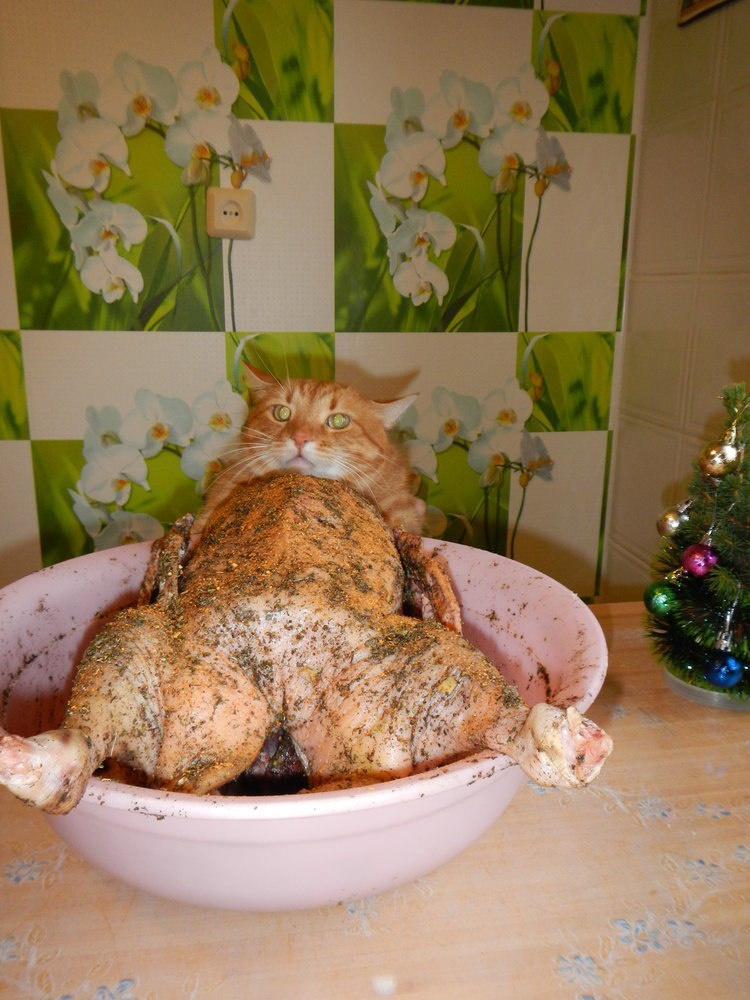 750x1000, 227 Kb / кот, курица, рыжий, взгляд