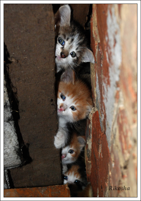 473x674, 130 Kb / котята, щель