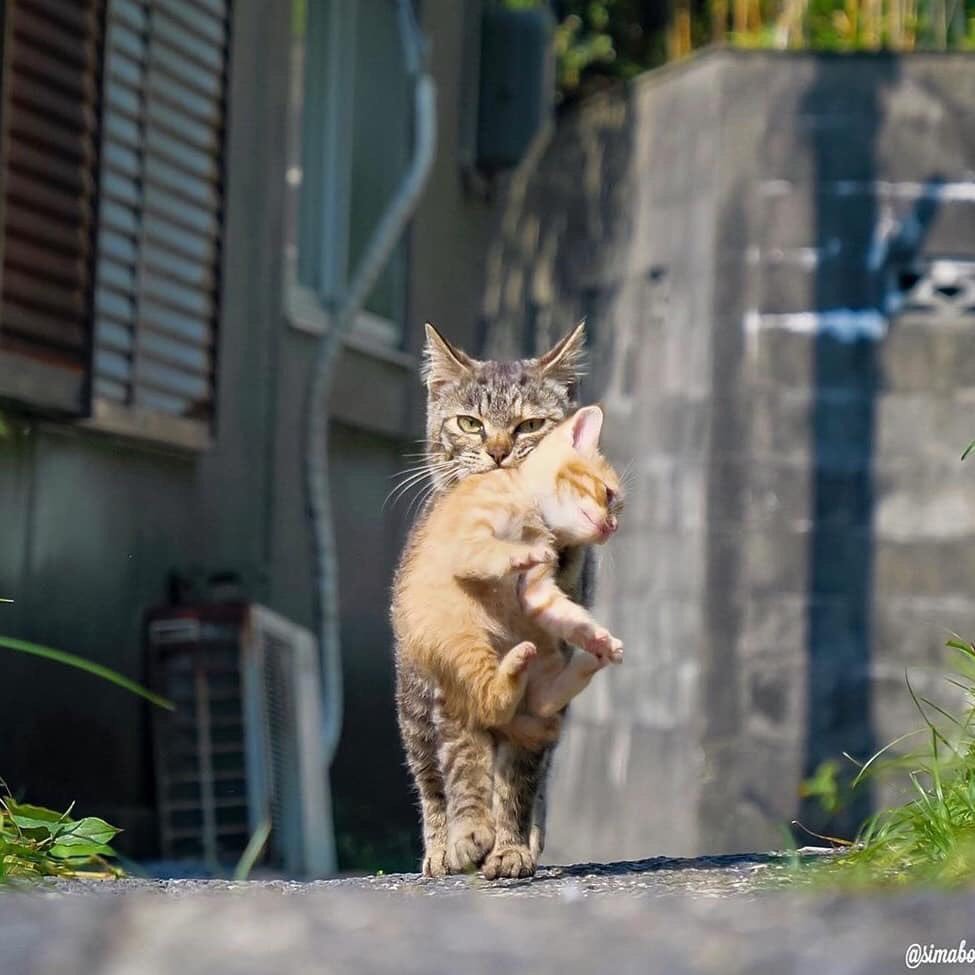 975x975, 84 Kb / кошка, котёнок