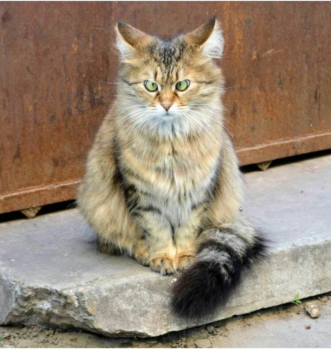 1080x1139, 248 Kb / Котэ, глаза, хмурый