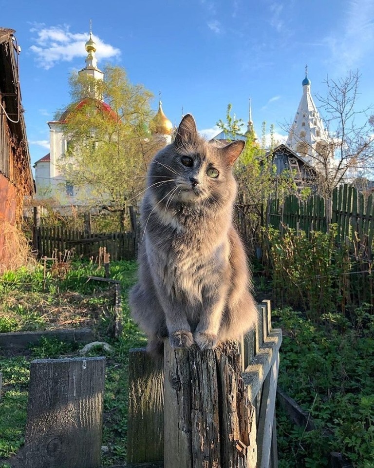 768x960, 277 Kb / кот, кошка, забор, церковь, собор, огород, взгляд