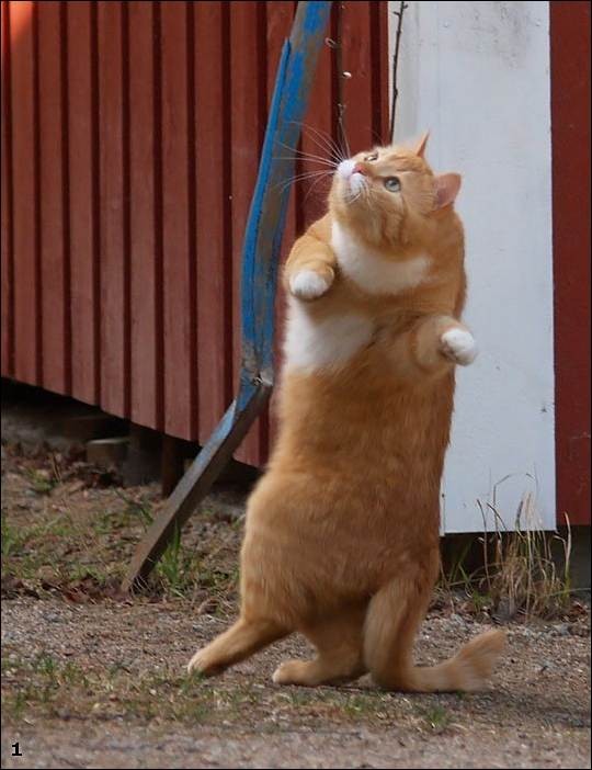 540x702, 62 Kb / кот