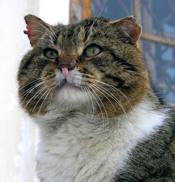 579x604, 133 Kb / кот, воин
