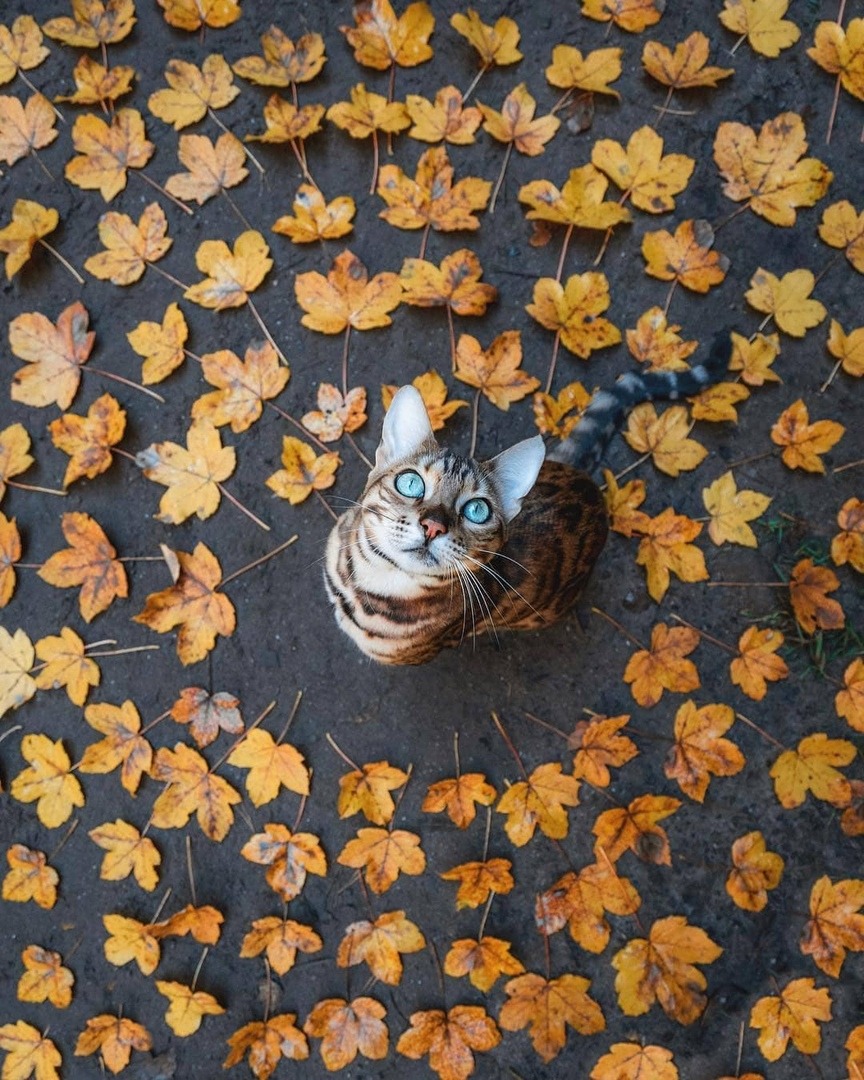 864x1080, 305 Kb / кот, кошка, листья, желтые