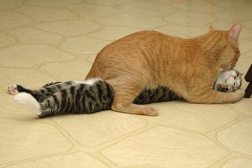 500x333, 99 Kb / кот, кошка, любовь