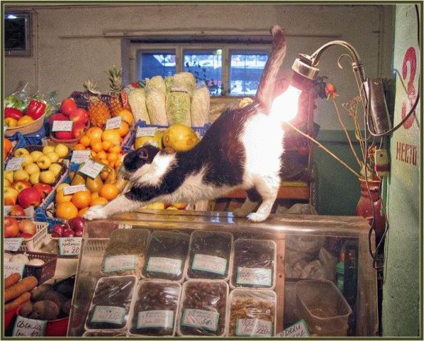 596x480, 67 Kb / кот, лампочка