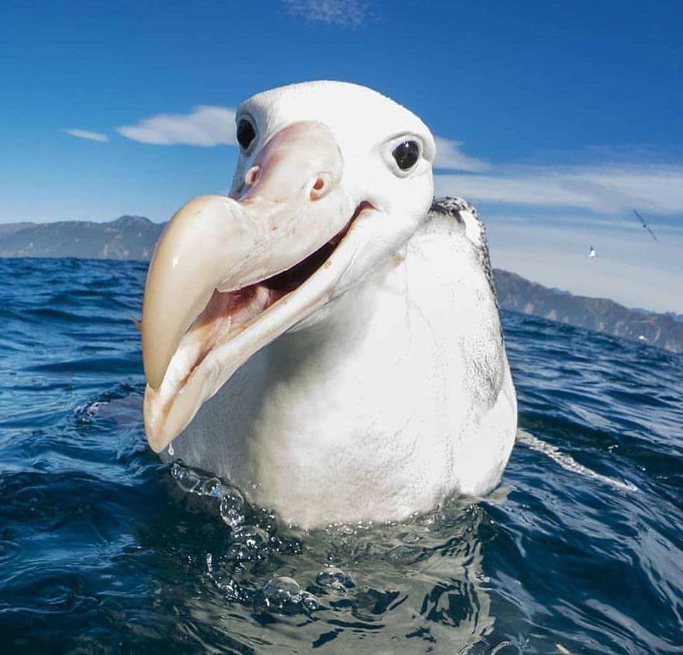 960x920, 94 Kb / птица, море, клюв, альбатрос