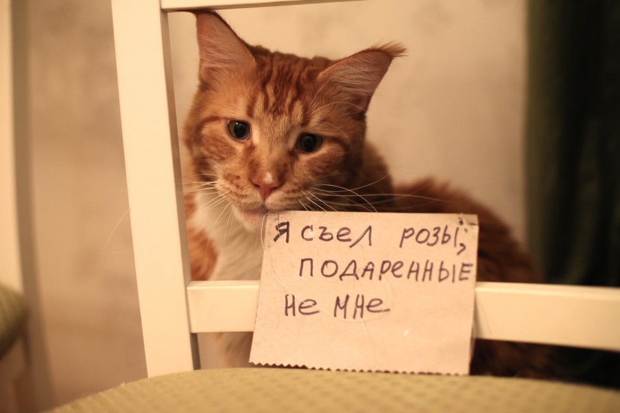 900x600, 72 Kb / рыжий, кот, розы, съел