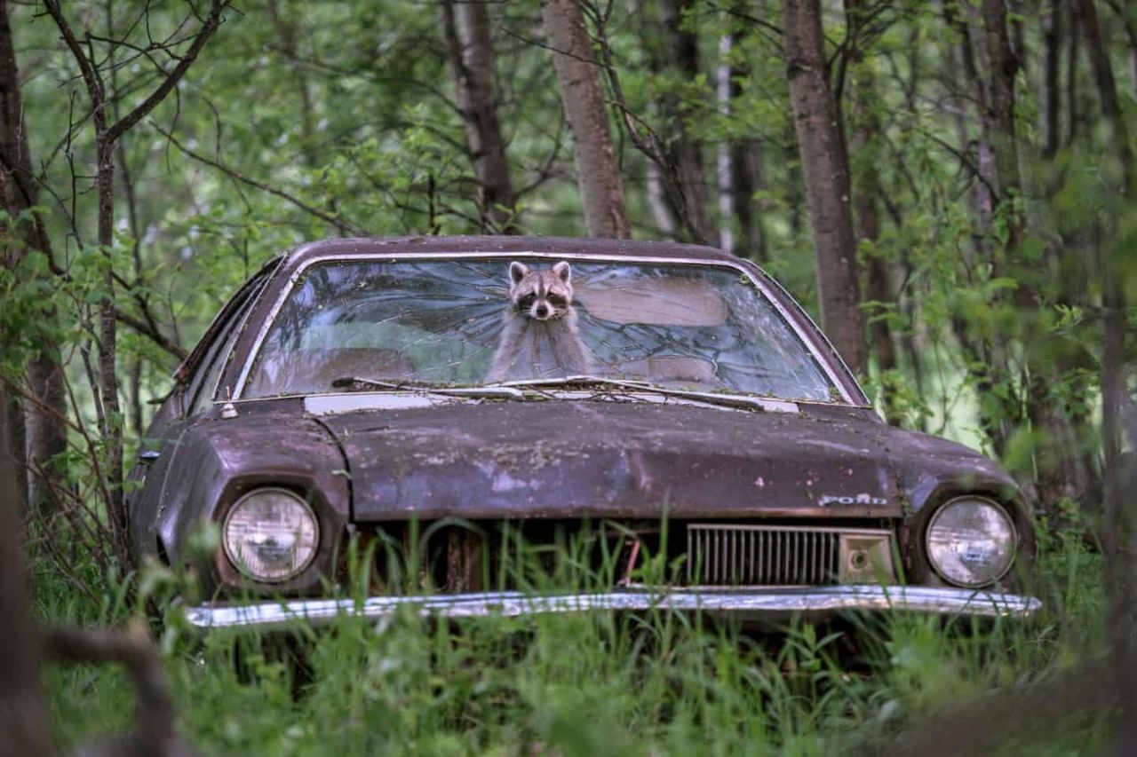 1280x853, 245 Kb / енот, ретромобиль