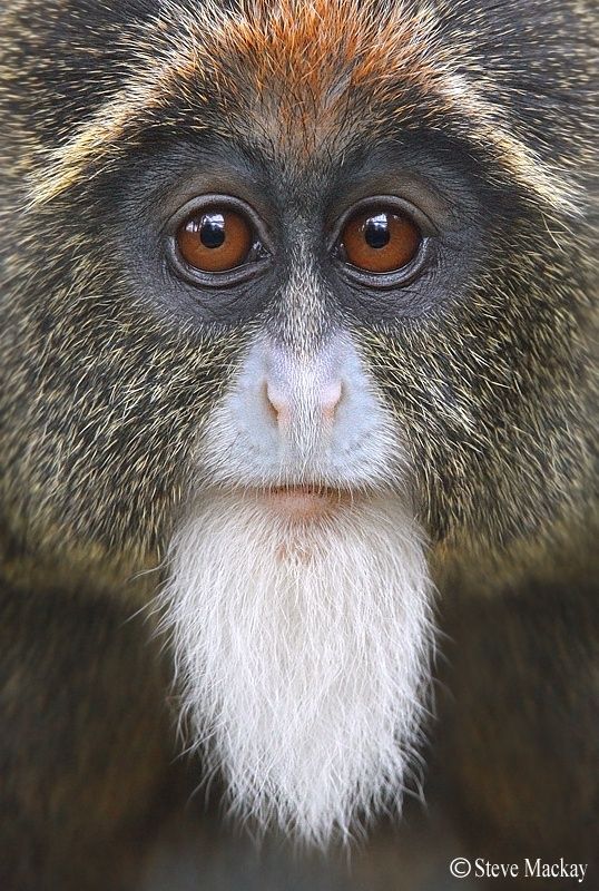 538x800, 121 Kb / обезьяна, лицо, глаза, борода