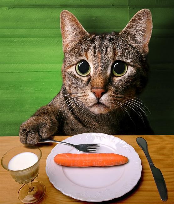 555x649, 79 Kb / кот, морковка