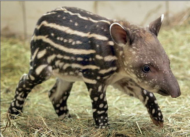 656x474, 63 Kb / тапир