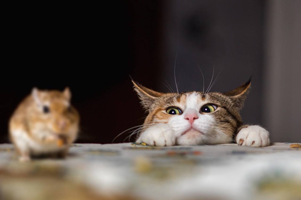 1280x854, 54 Kb / кот, кошка, мышь, стол, взгляд