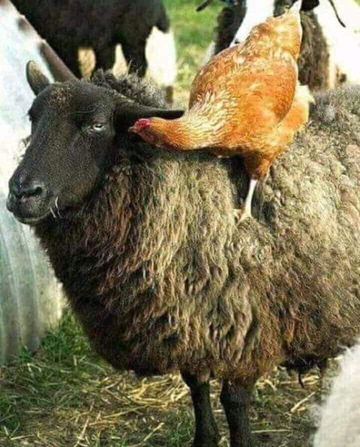 720x894, 98 Kb / курица, овца, верхом