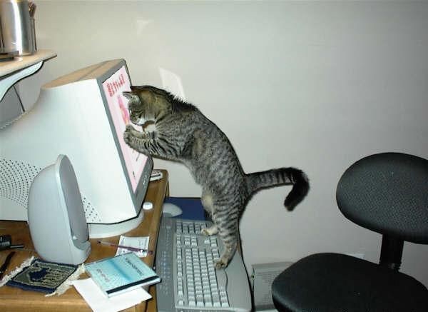 600x437, 34 Kb / кот, монитор