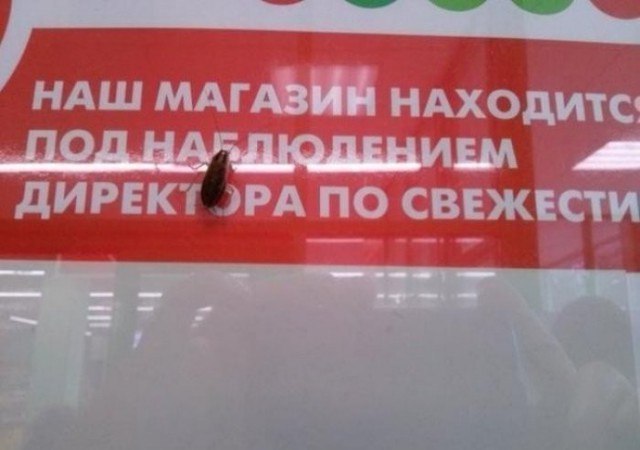 640x450, 41 Kb / Магазин, директор, свежесть, таракан