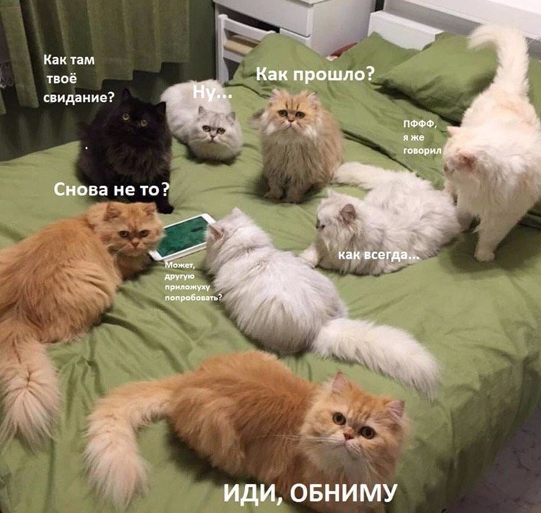 790x748, 121 Kb / кровать, кошки, планшет, свидание