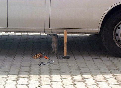 489x354, 49 Kb / себа, машина, котик, кот, котег, ремонт