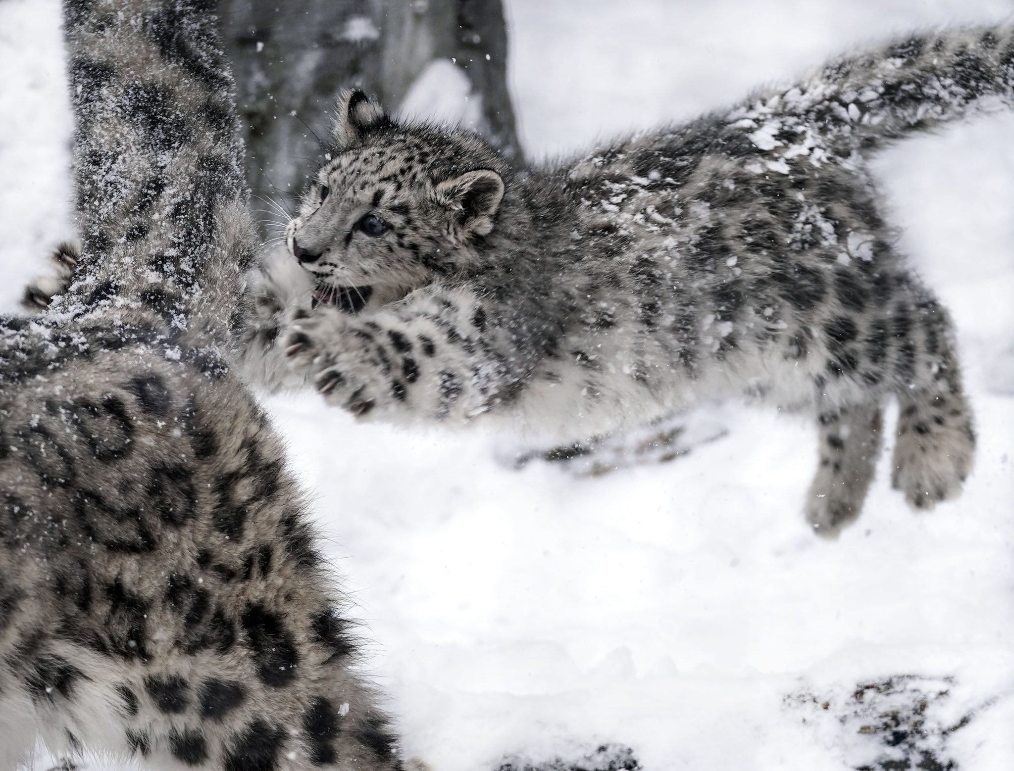 2048x1558, 463 Kb / котенок, прыжок, кусь, барс, снежный