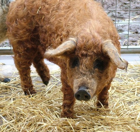 480x453, 91 Kb / Mangalitza, шерстяная свинья, свинская овца