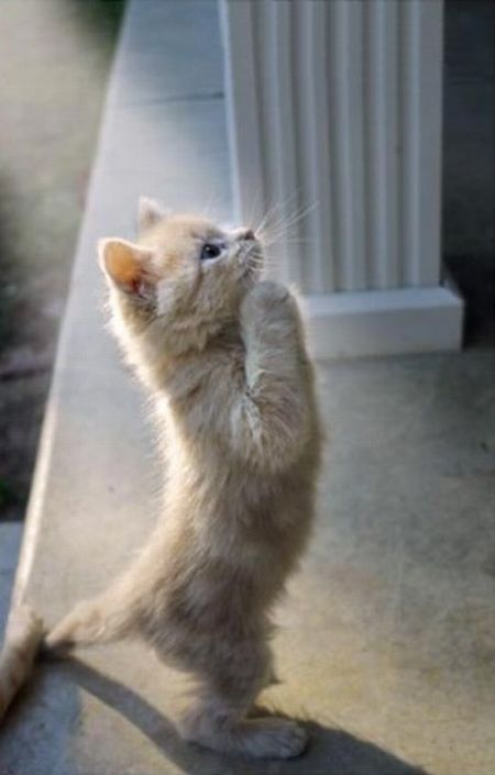 450x705, 29 Kb / котенок