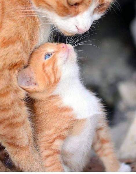 470x604, 33 Kb / Кошка, котенок, безопасное место