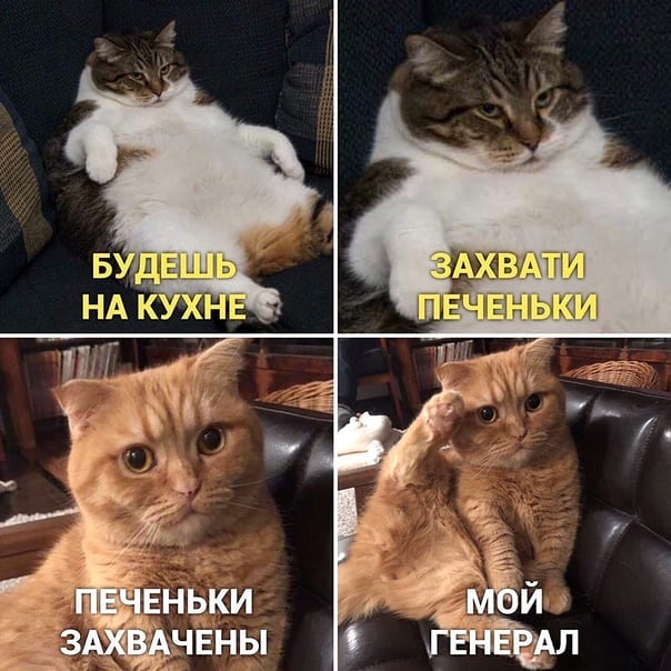 604x604, 71 Kb / кот, печень, генерал