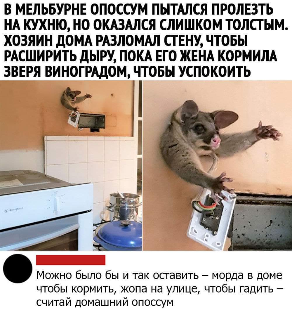1000x1061, 114 Kb / Опоссум, застрял