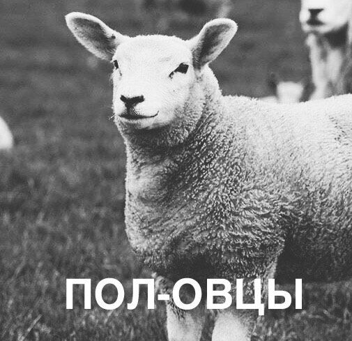 505x489, 70 Kb / половцы, овца, половина