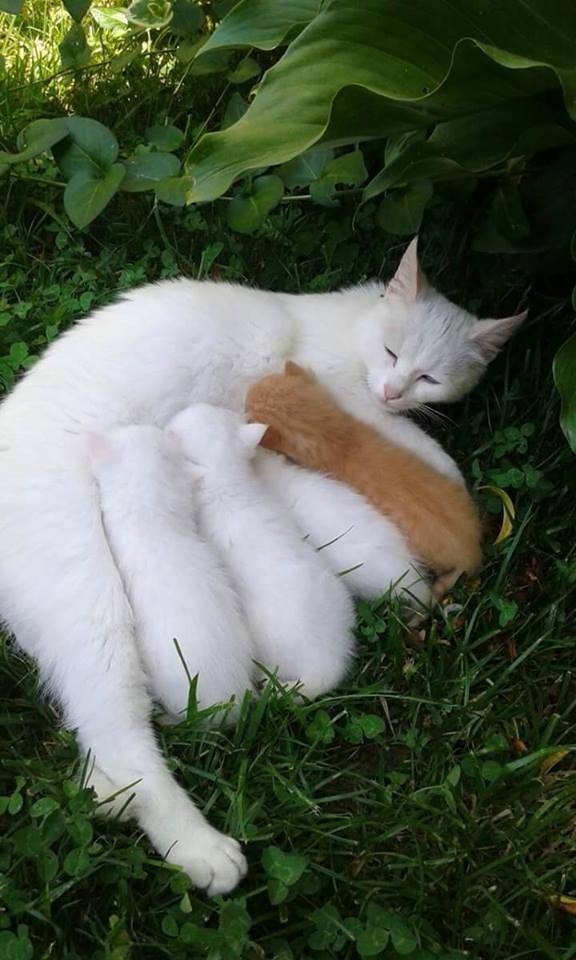 576x960, 113 Kb / кошка, котята, рыжий