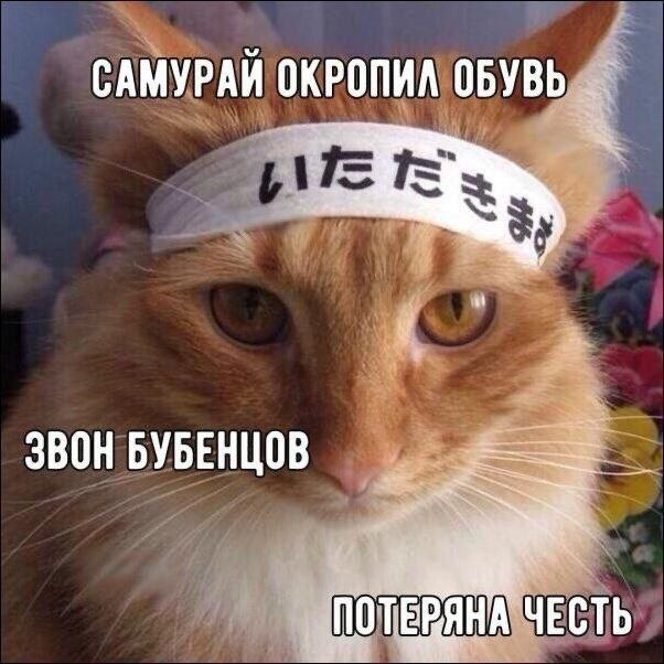 602x602, 89 Kb / самурай, кот, бандана, повязка, иероглифы, обувь, бубенцы, честь, хокку, кастрация