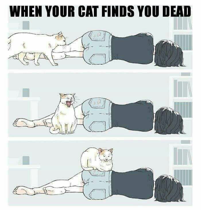 700x730, 71 Kb / кошка, рисунок, сон, смерть