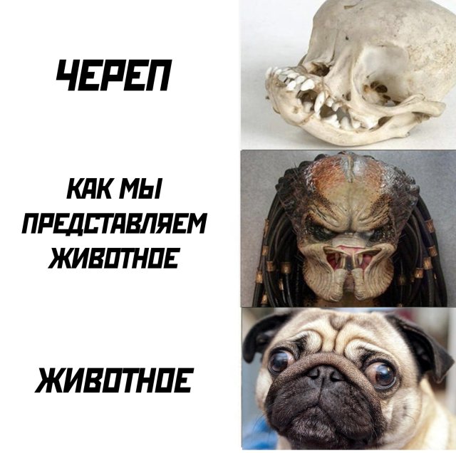 640x636, 64 Kb / череп, мопс, собака, хищник, палеонтология