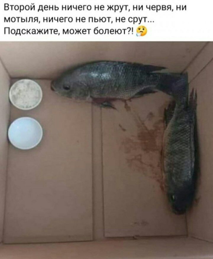 720x875, 61 Kb / рыбы, коробка, черви, мотыль, болезнь