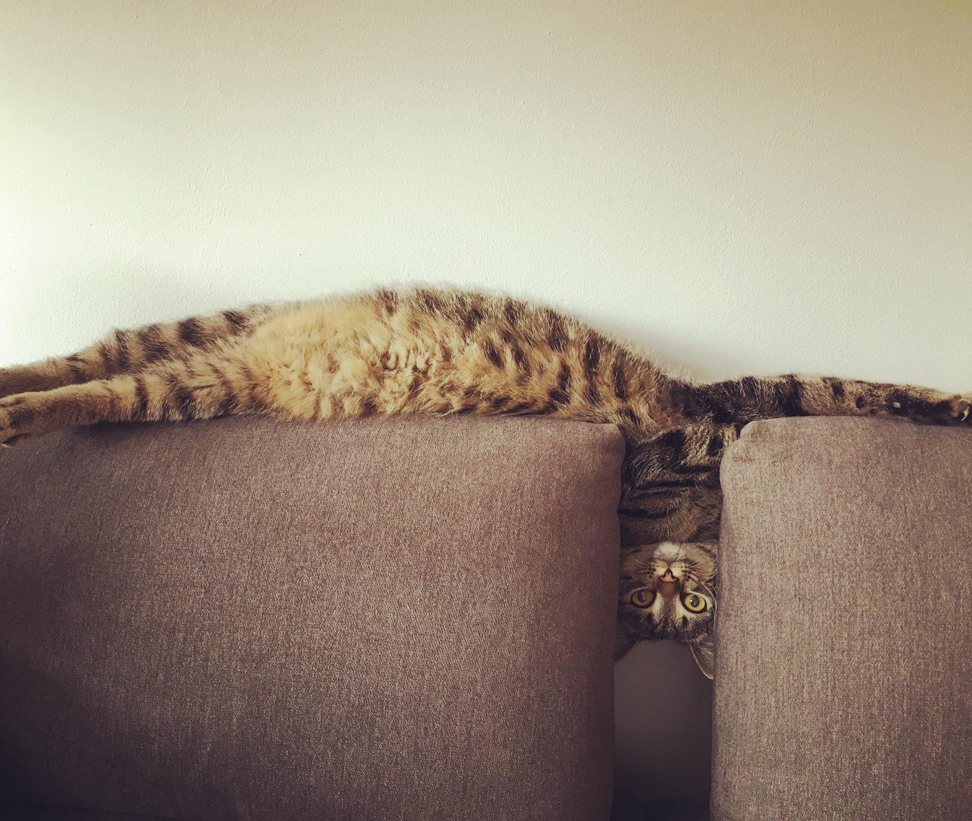 1920x1622, 459 Kb / Кот, кошка, барсик, диван, подушка