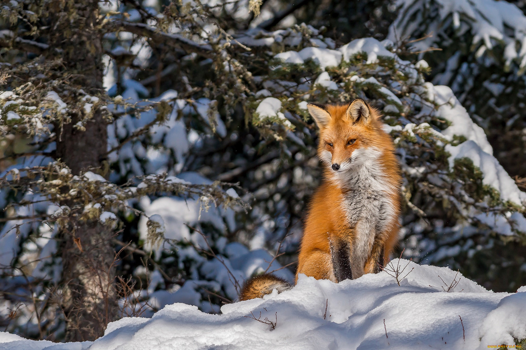 2046x1361, 627 Kb / лиса, лисица, снег, рыжая, сосна, fox