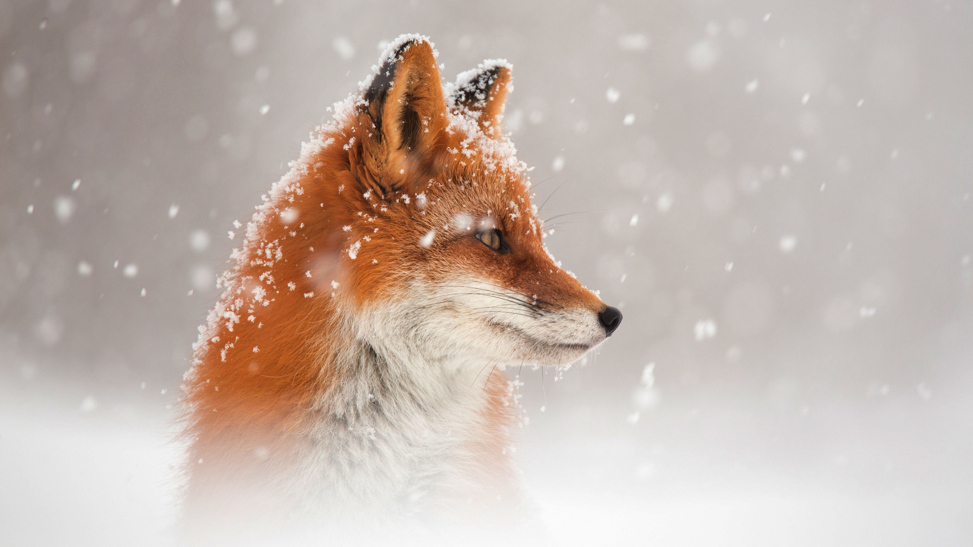 3840x2160, 622 Kb / лиса, лисица, снег, рыжая, профиль, fox