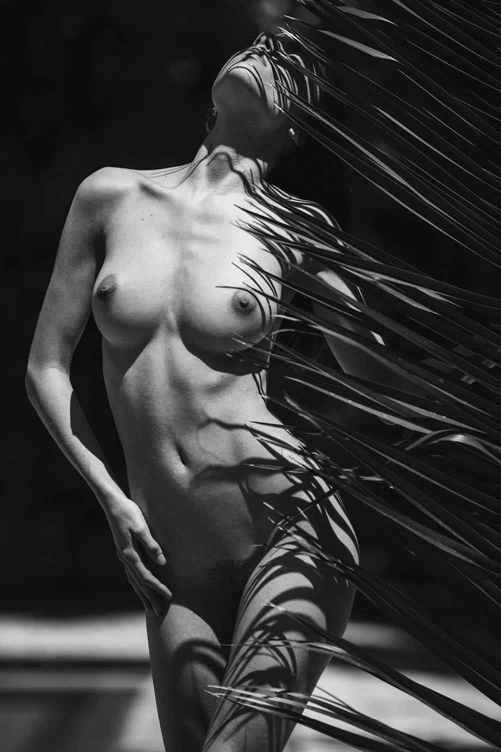 1003x1505, 562 Kb / ч/б, пальма, листья, тень, Rebecca Bagnol