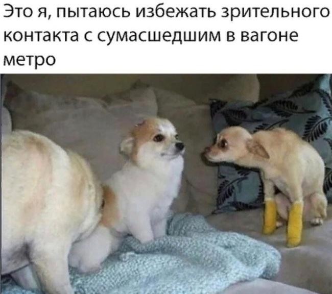 650x576, 44 Kb / собака, метро, конфликт, контакт, сумасшедший, вагон