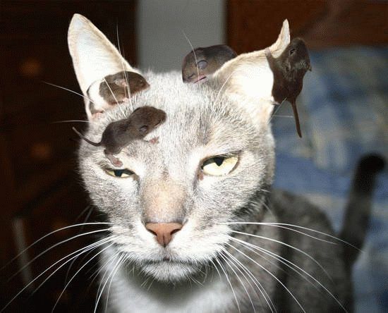 550x444, 43 Kb / кошка, мыши