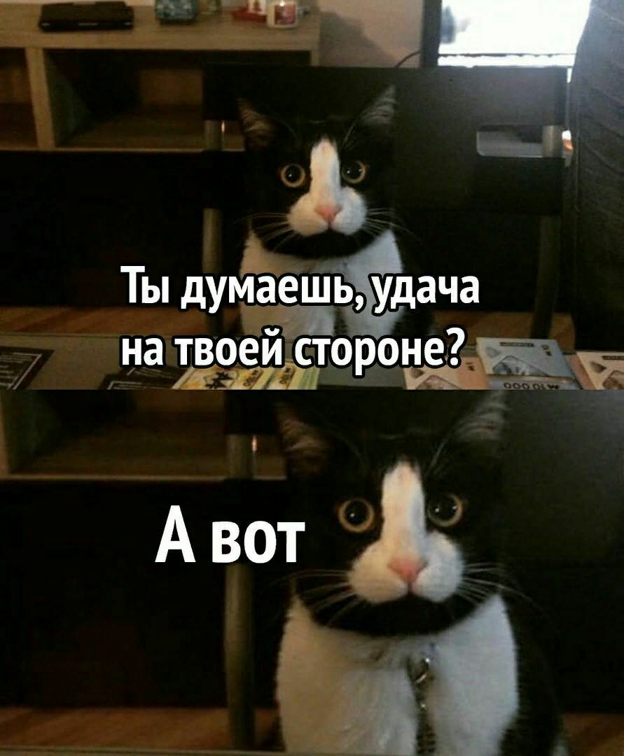 891x1080, 103 Kb / удача кот, хер