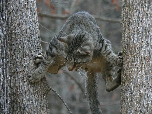 500x375, 77 Kb / кошак, ствол, деревья