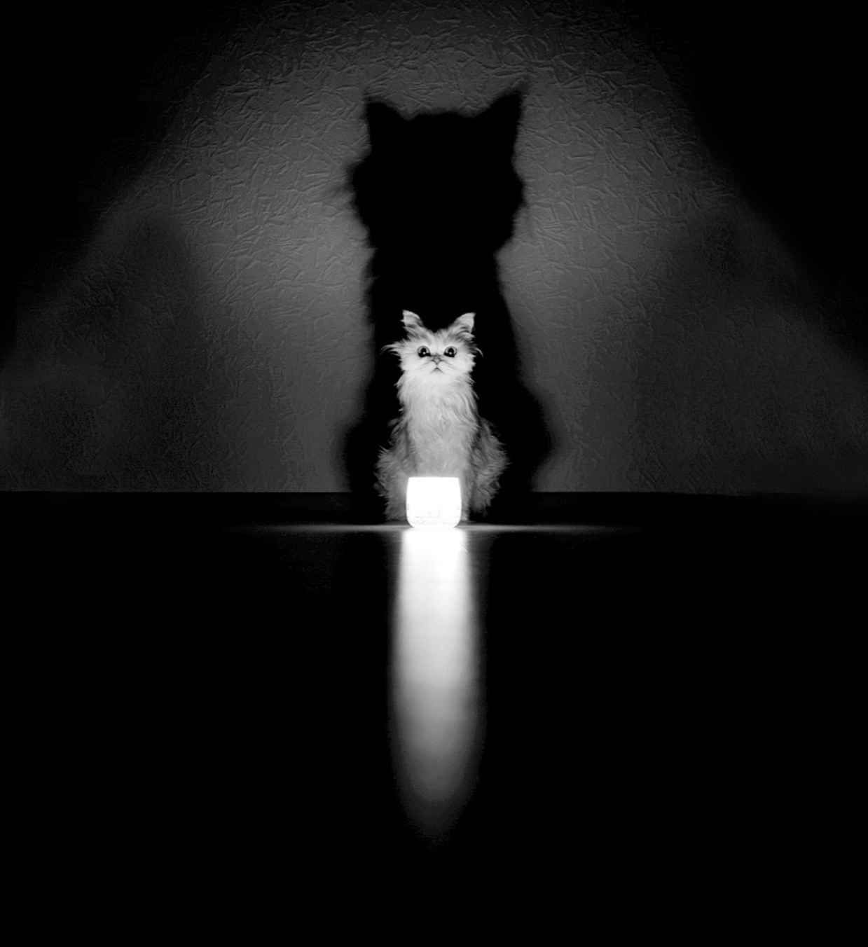 1239x1352, 47 Kb / кот, светильник, тень, ч/б