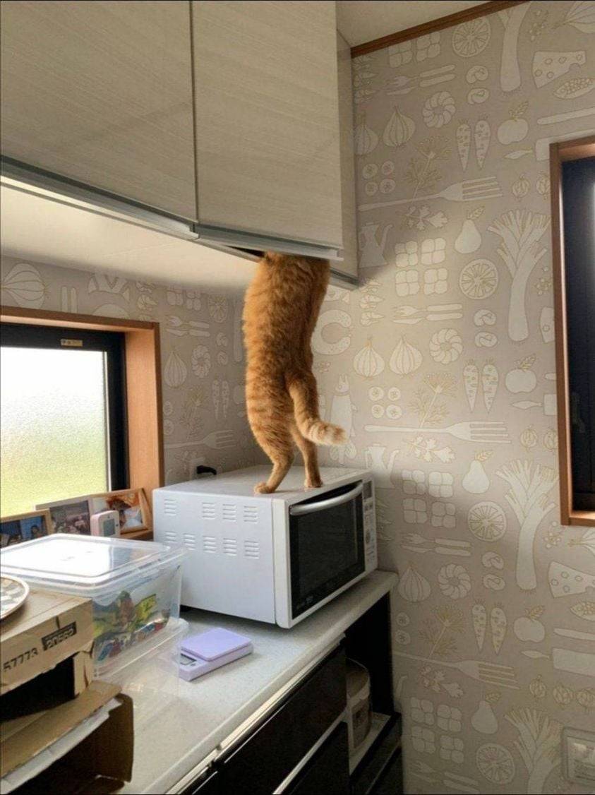 843x1126, 102 Kb / рыжий, кот, кошка, кухня, микроволновка