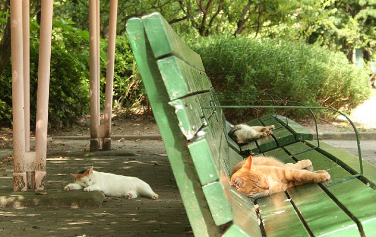 740x466, 78 Kb / коты, скамейка, сон