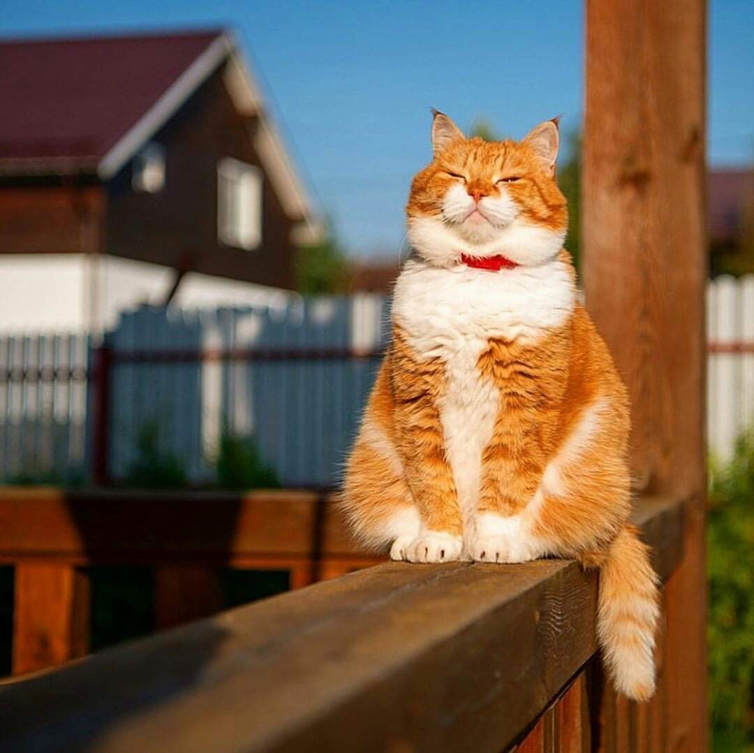 1080x1078, 75 Kb / кот, солнце, забор, брус, проф лист, рыжий, ошейник