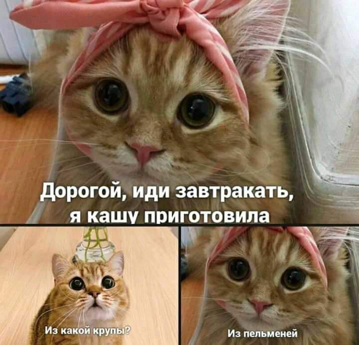 720x692, 51 Kb / Кот, бант, крупа, пельмени