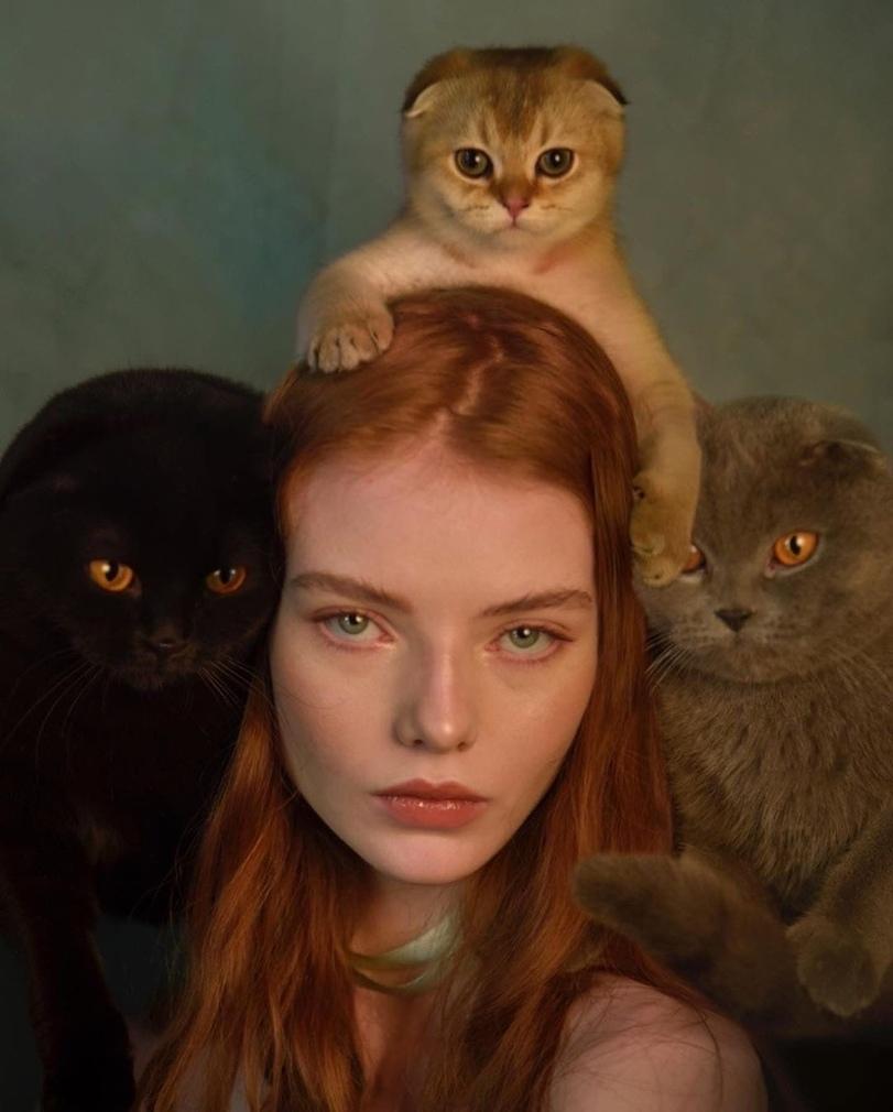 811x1010, 60 Kb / рыжая, Alyda Grace Carder, три кота, кошки
