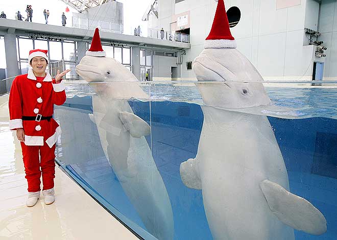 660x470, 41 Kb / белуги, японец, бассейн, новый год